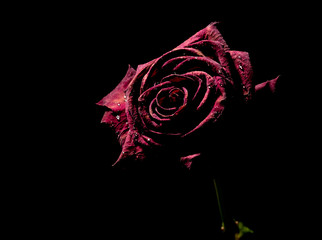 Red rose on the black background with dew drops