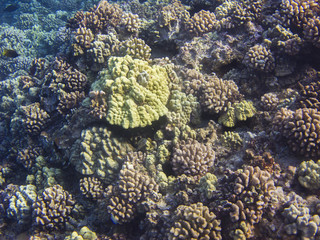 Fototapeta na wymiar Hard core reef