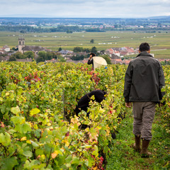 vendanges à la main