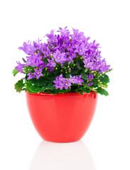 blue campanula flowers in red pot, on white background