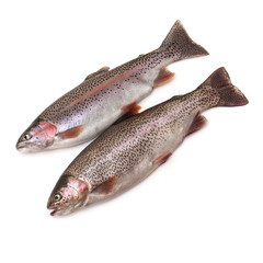 Rainbow Trout Fish