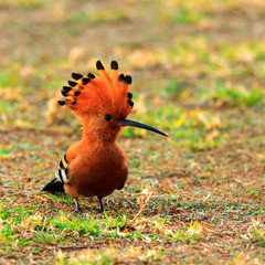 African Hoopoe with crest raised © Aberson