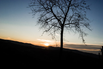 Tree Silhoulette on Hill sundown