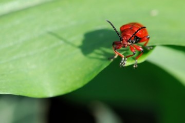  Lilioceris merdigera, Chrysomelidae