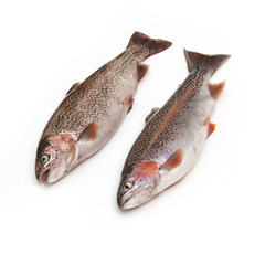 Rainbow Trout Fish