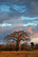 Fotobehang Baobab Landschap met baobab