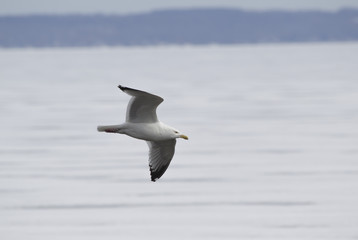 Naklejka premium Gull Flying over Frozen Lake