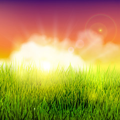 Obraz premium Summer field