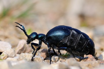  Meloe proscarabaeus, femmina
