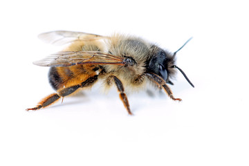 Biene von der Seite