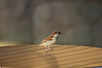 House Sparrow - Passer domesticus