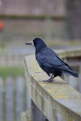 Rook - Corvus frugilegus