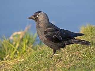 kawka