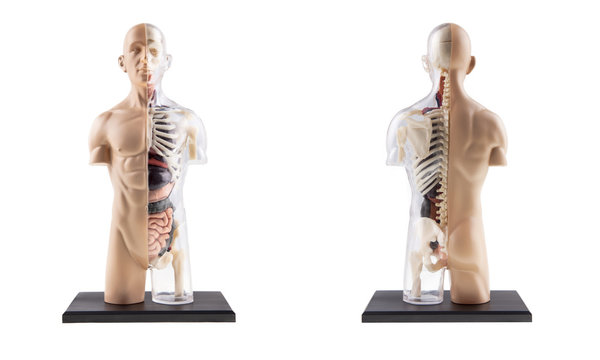 Figure Cross-Section Diagram Of Human Body - Bones and Organs