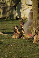 Hamadryas Baboon - Papio hamadryas