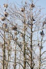 Kormorane bauen Nester