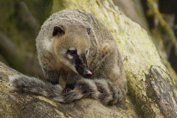 Ring-tailed Coati - Nasua nasua