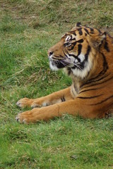 Sumatran Tiger - Panthera tigris sumatrae