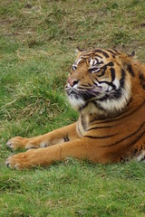 Fototapeta premium Sumatran Tiger - Panthera tigris sumatrae
