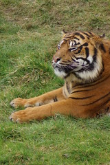 Sumatran Tiger - Panthera tigris sumatrae