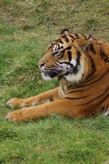 Sumatran Tiger - Panthera tigris sumatrae