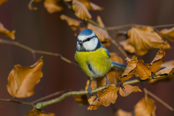 Mésange bleue (Cyanistes caeruleus - Eurasian Blue Tit)