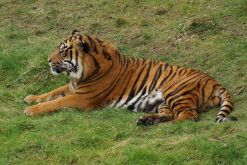 Sumatran Tiger - Panthera tigris sumatrae