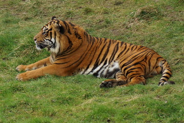 Fototapeta na wymiar Sumatran Tiger - Panthera tigris sumatrae