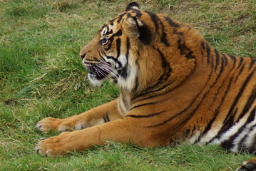 Sumatran Tiger - Panthera tigris sumatrae