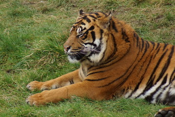 Sumatran Tiger - Panthera tigris sumatrae