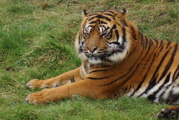 Obraz premium Sumatran Tiger - Panthera tigris sumatrae