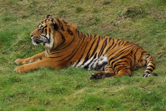 Sumatran Tiger - Panthera tigris sumatrae