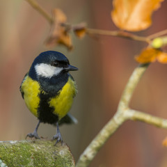 Mésange charbonnière (Parus major - Great Tit)