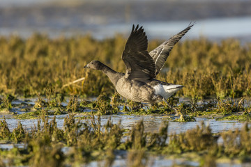Bernache cravant (Branta bernicla - Brant Goose)