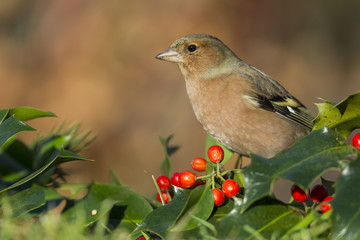 Pinson des arbres (Fringilla coelebs - Common Chaffinch)  sur un