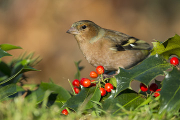 Pinson des arbres (Fringilla coelebs - Common Chaffinch)  sur un
