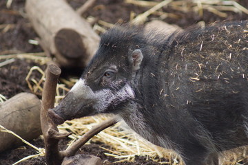 Visayan Warty Pig - Sus cebifrons