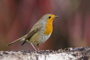 Rougegorge familier - Erithacus rubecula - European Robin
