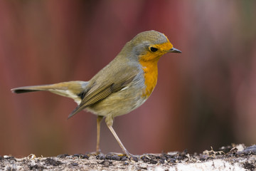 Rougegorge familier - Erithacus rubecula - European Robin