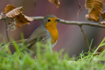 Obraz premium Rougegorge familier - Erithacus rubecula - European Robin
