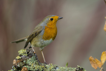 Rougegorge familier - Erithacus rubecula - European Robin