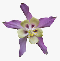 ancolie fleur Aquilegia Colorado Columbine détouré
