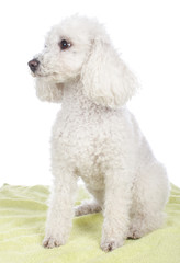 Süßer weißer Pudel