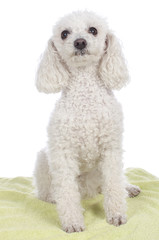Süßer weißer Pudel
