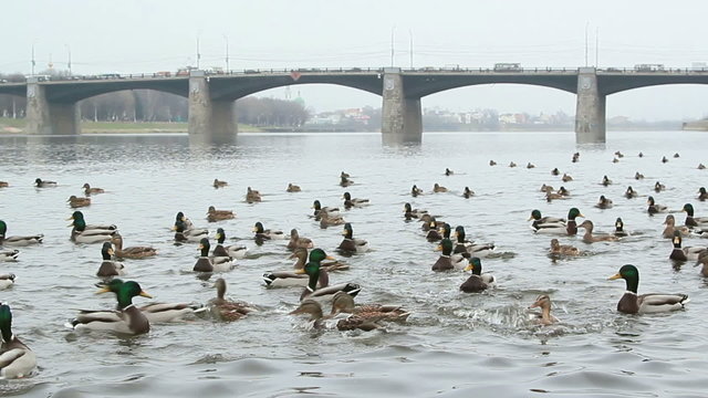 flock of wild ducks on the river