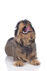 Rauhaardackel auf weiß