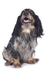 Cockerspaniel Mischling tricolor