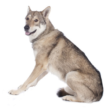 Saarloos Wolfhund isoliert