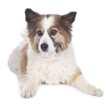 Elo Mischling isoliert