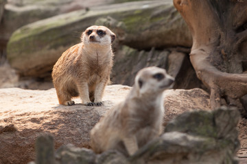 Erdmännchen